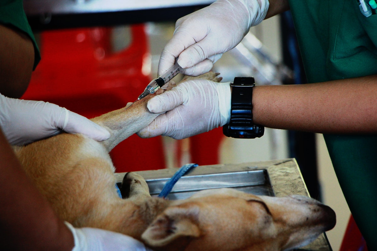 Here Signs You Should Take Your Dog To The Emergency Veterinarian