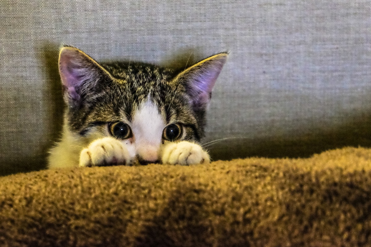 Common Causes of Stress in Cats