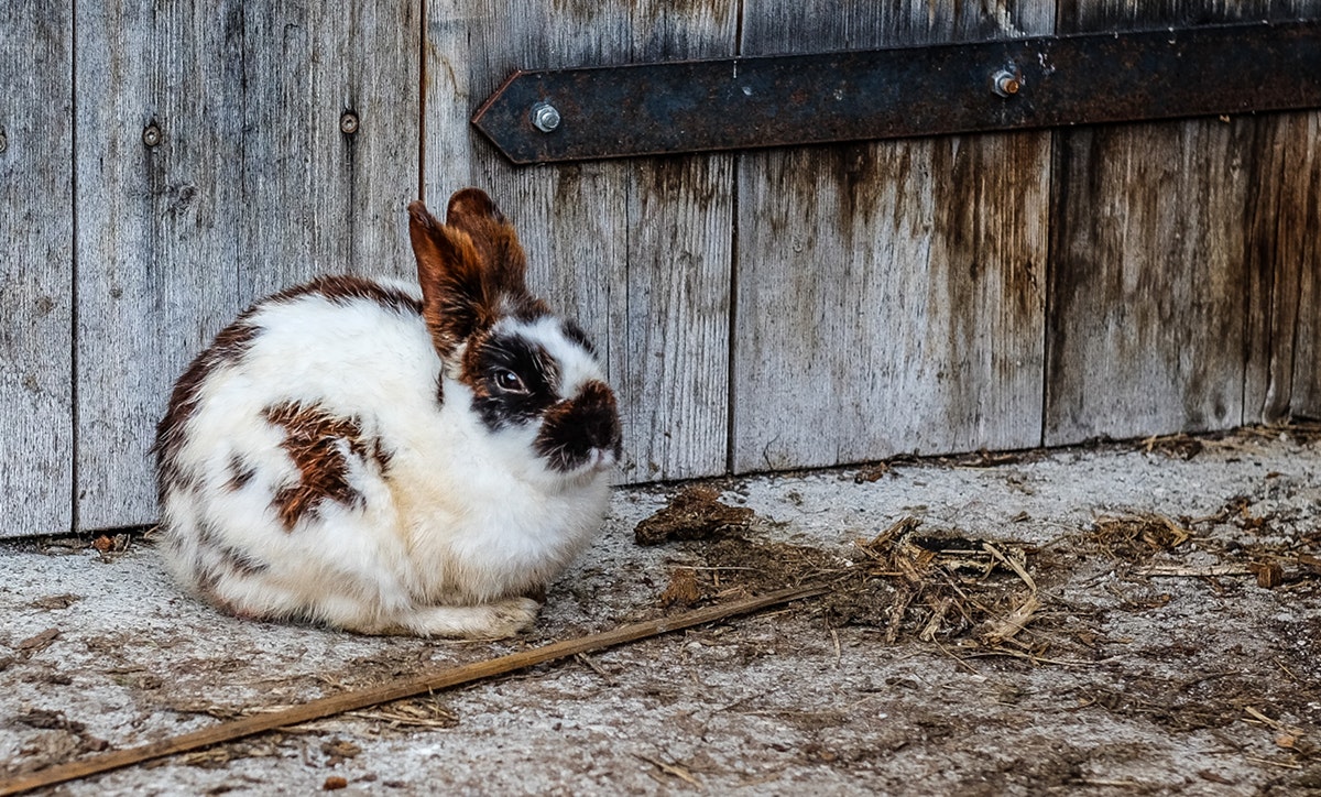 rabbit in front of hutch door