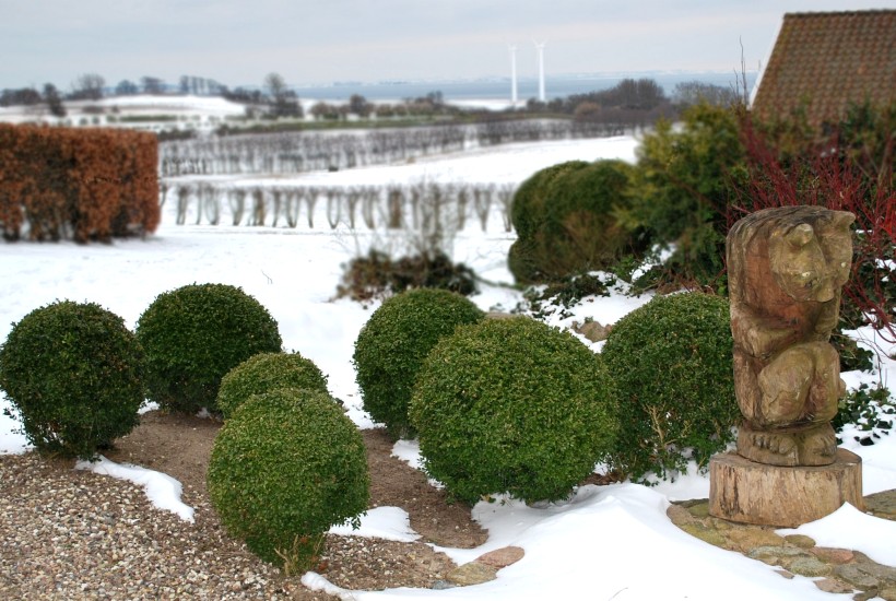 Boxwood in the winter