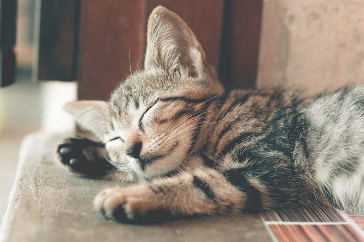 close up photography of sleeping tabby kitten