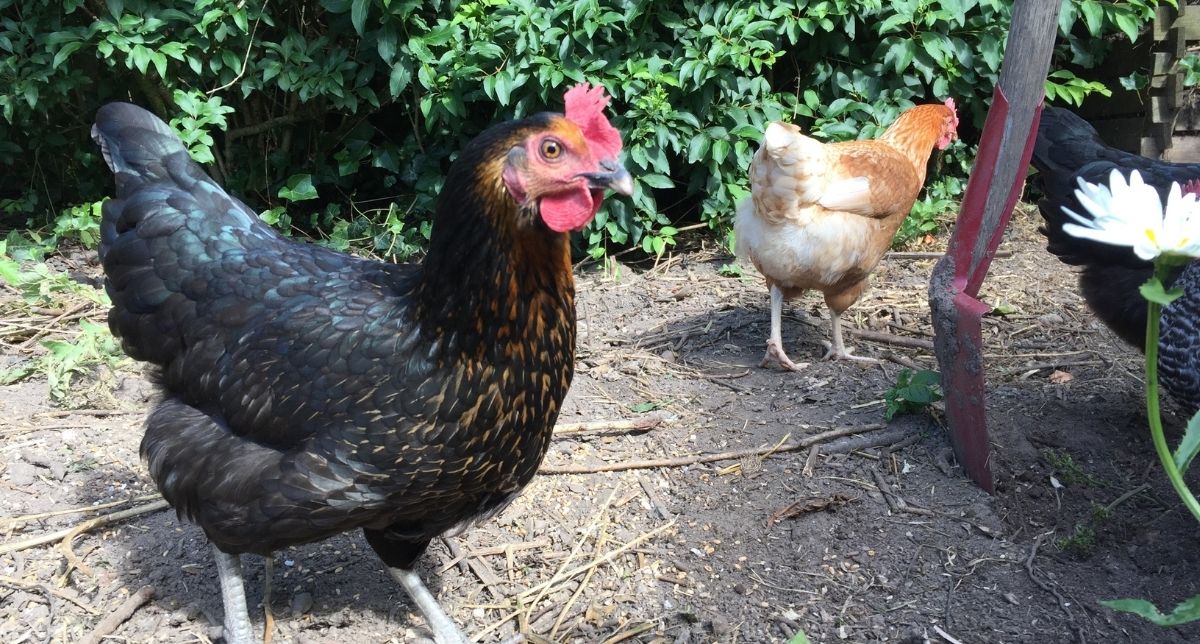 raising chickens - here is why